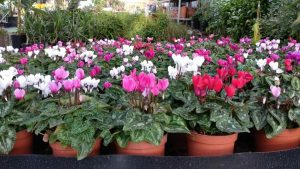 ec806316-1b29-472c-9288-db3bba2ce82e-600x338