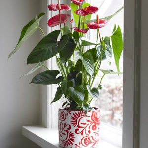 אנטוריום-בכלי-1