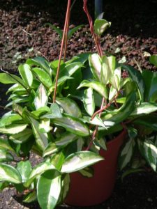 בת-שבע-יפה-600x800