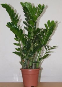 זמיהקולה_800_600